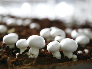 Mushroom